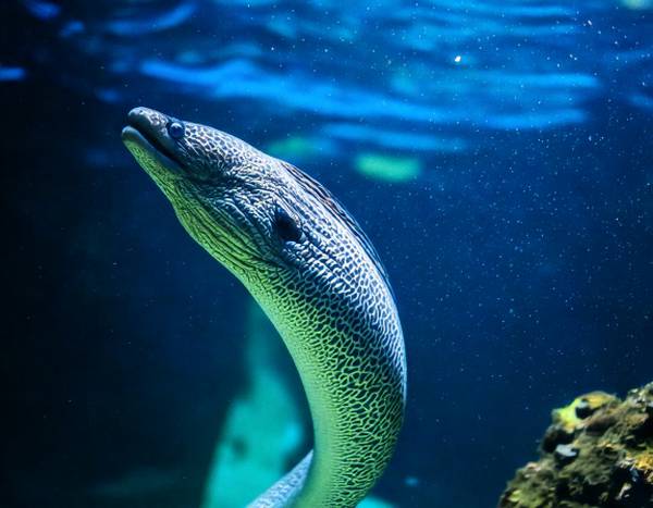 Une anguille serpentiforme dans l'eau.