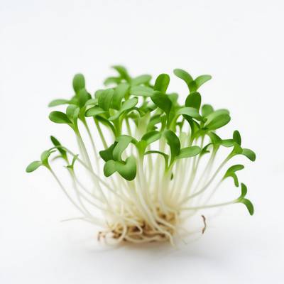 Du cresson vert flottant sur l'eau.