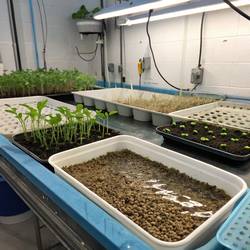 Semis et Germination